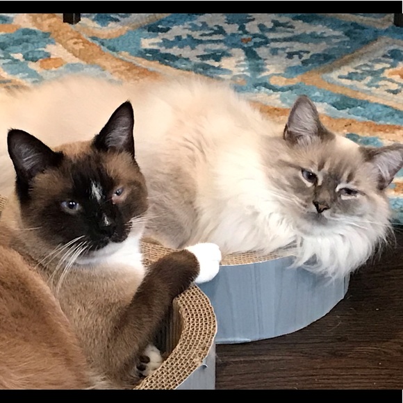 Meet your Posher, June - Picture 3 of 4